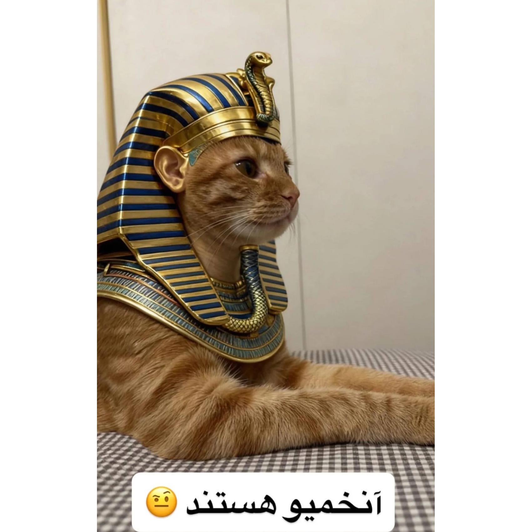 آنخمیو هستند گربه مصر فرعون egypt cat
