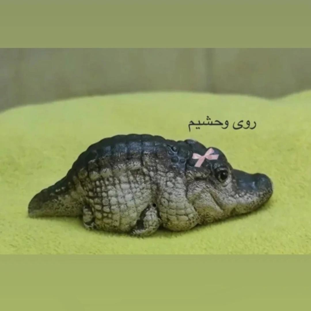 اون روی وحشیم دخترونه کروکودیل تمساح کوچولو