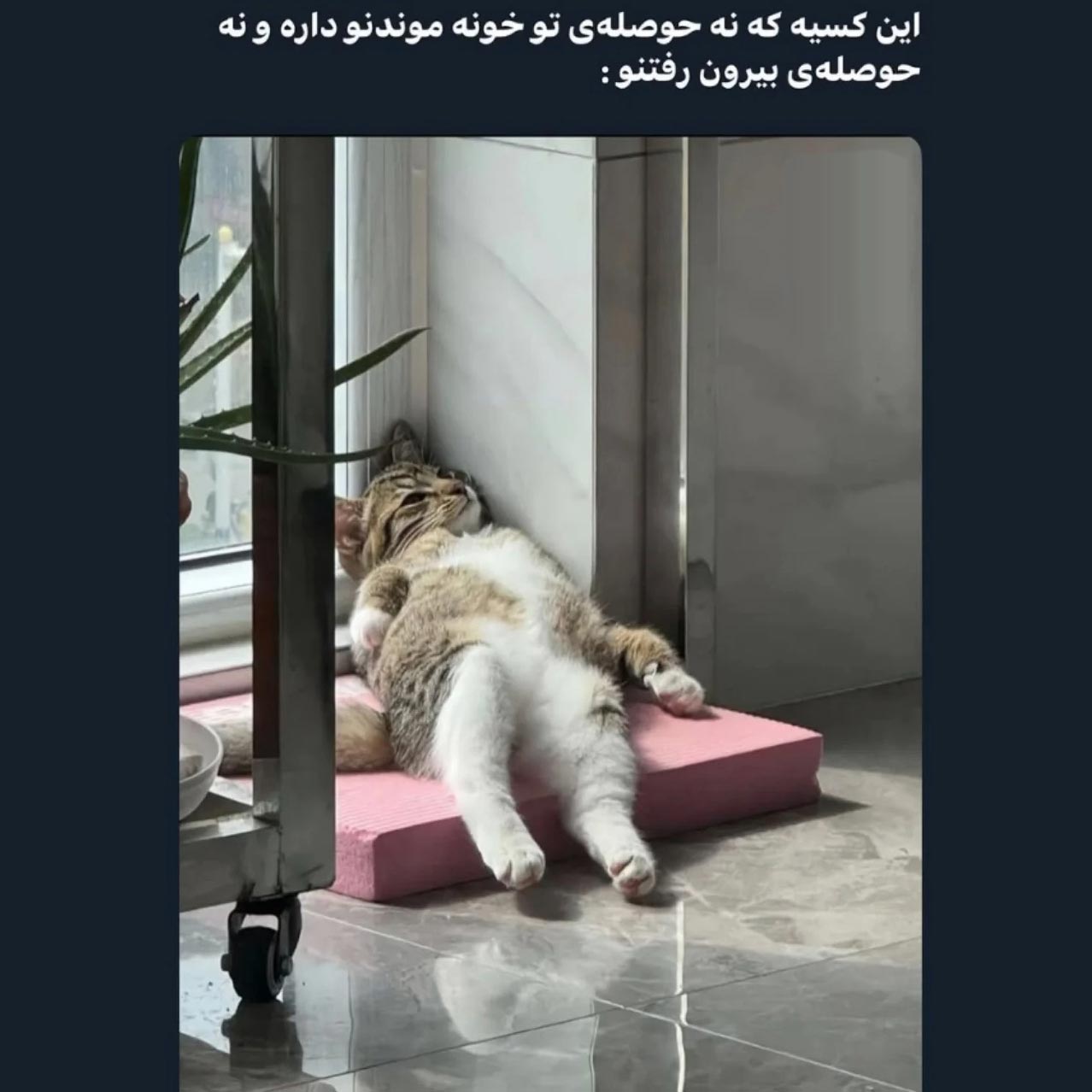 این کسیه که نه حوصله تو خونه موندنو داره و نه حوصله بیرون رفتنو