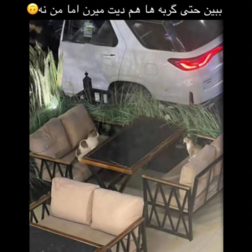 ببین حتی گربه ها هم دیت میرن اما من نه