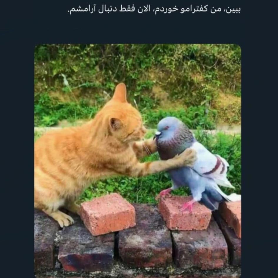 ببین من کفترامو خوردم الان فقط دنبال آرامشم