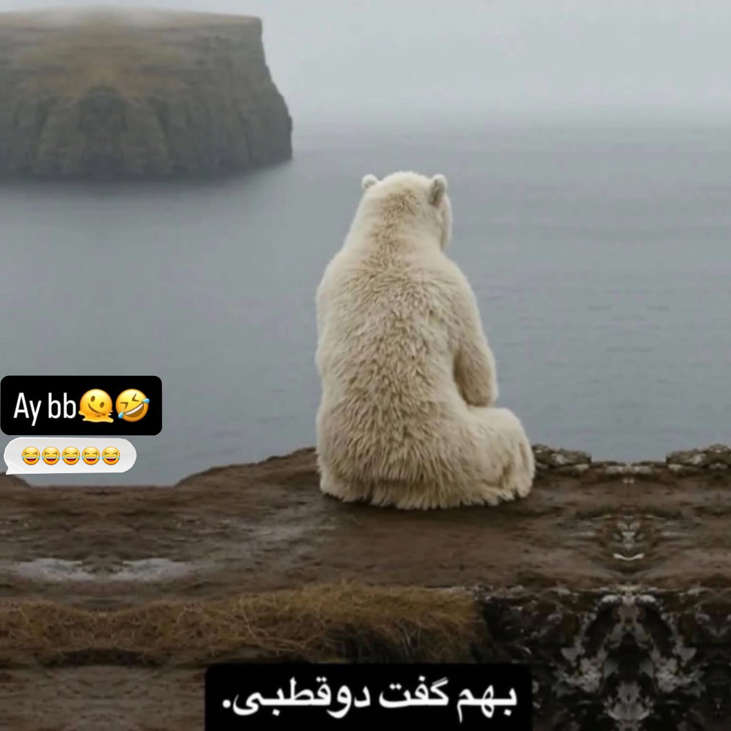 بهم گفت دو قطبی – خرس قطبی غمگین گوشه گیر
