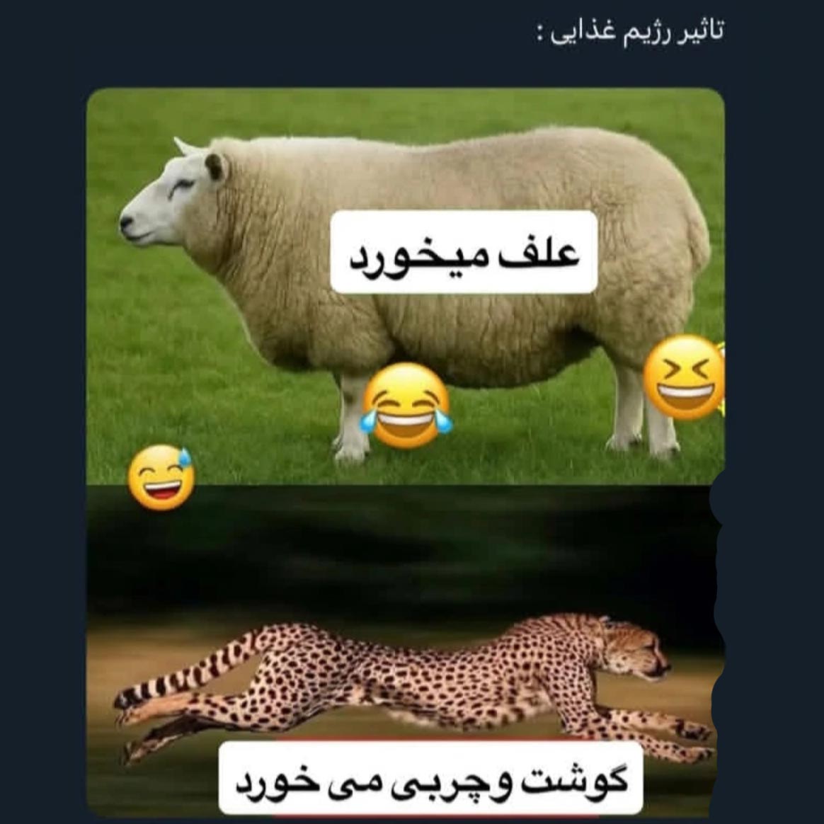 تاثیر رژیم غذایی : علف میخورد vs گوشت و چربی میخورد