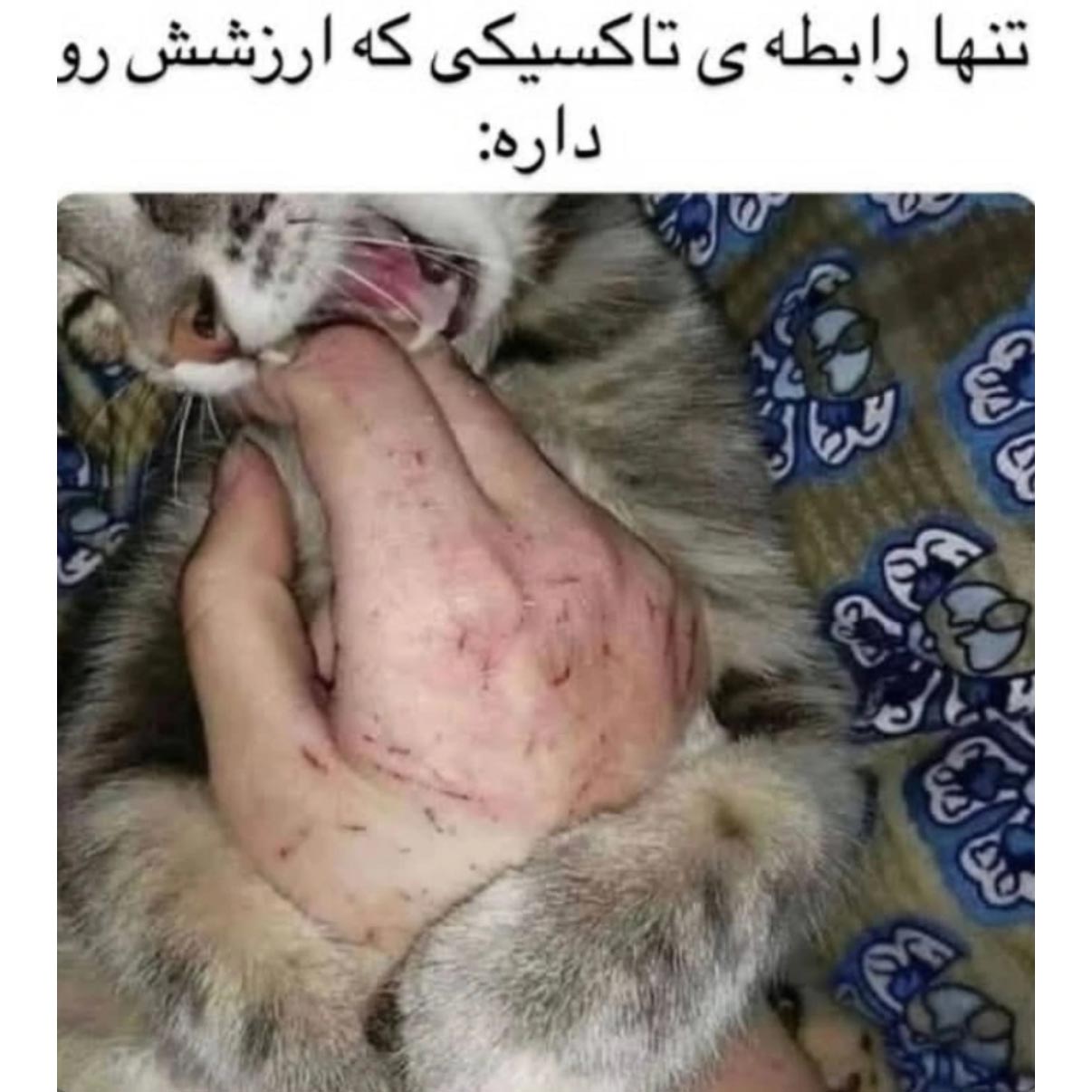 تنها رابطه تاکسیکی که ارزشش رو داره با گربه هست