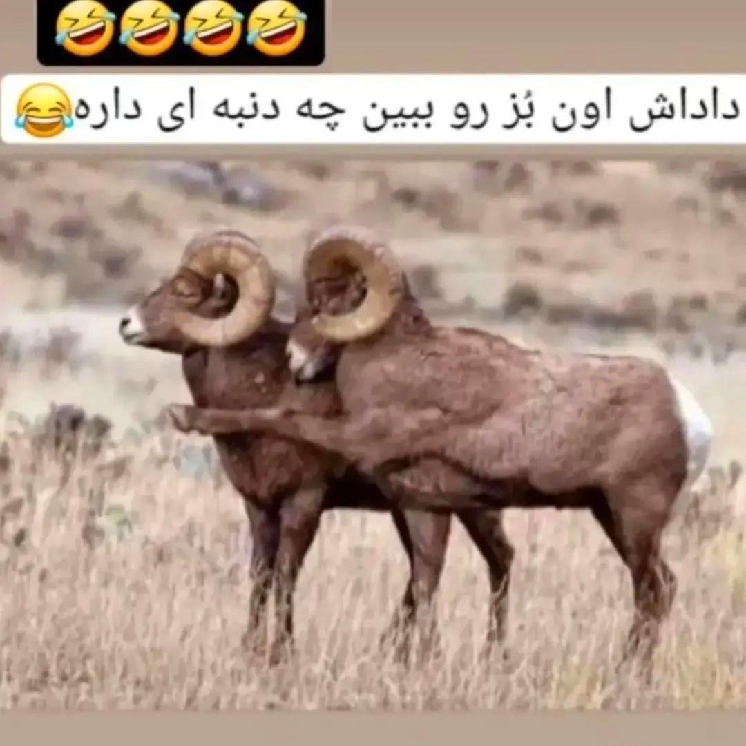 داداش اون بز رو ببین چه دنبه ای داره