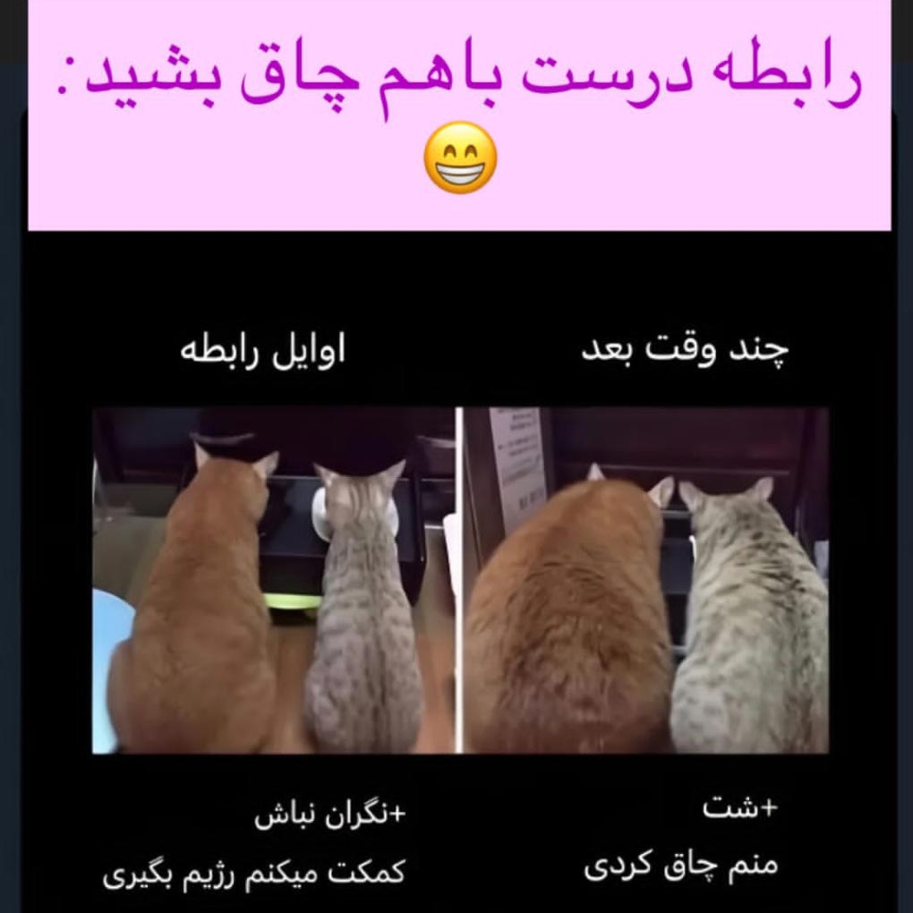 رابطه درست با هم چاق بشید