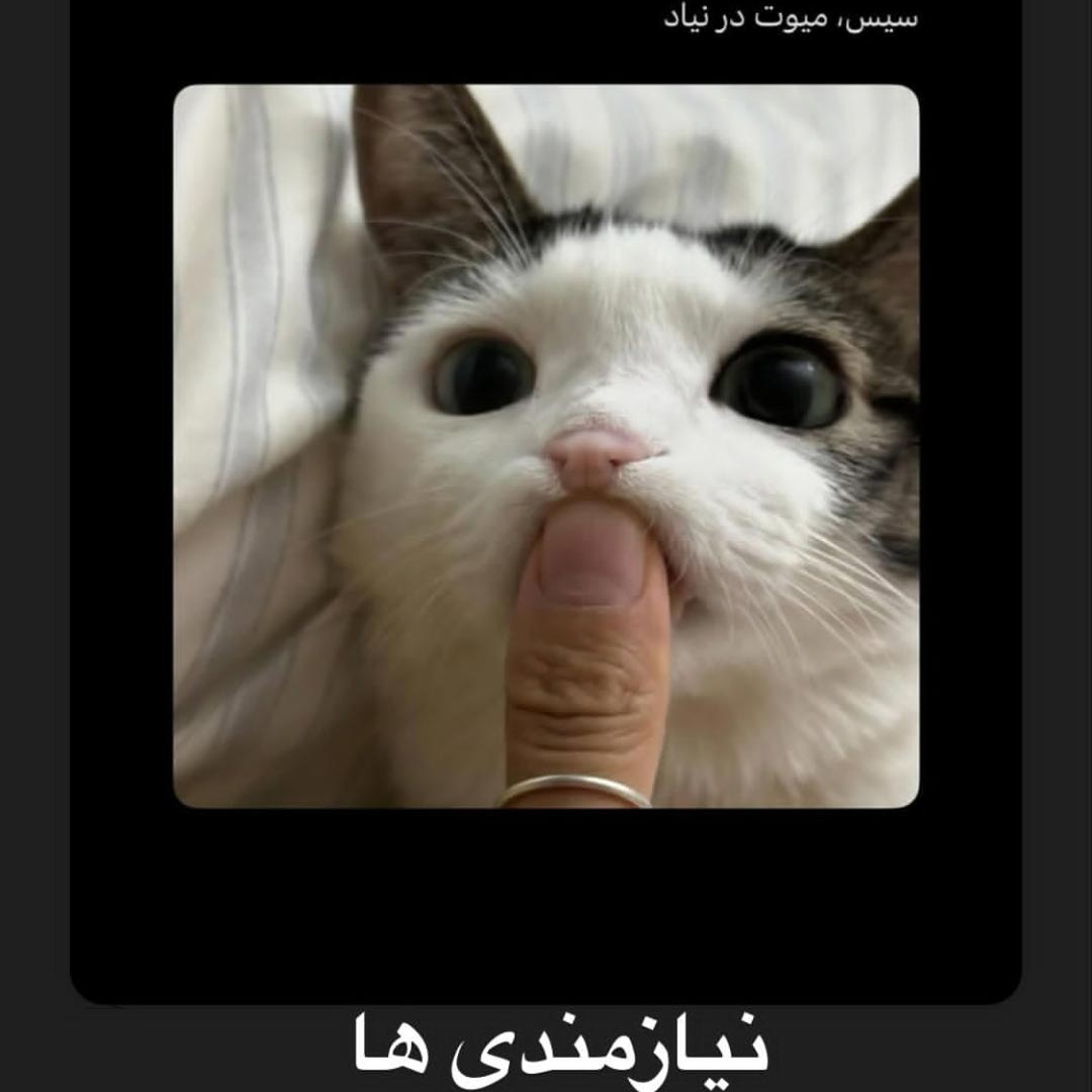 سیس میوت در نیاد نیازمندی ها گربه ای