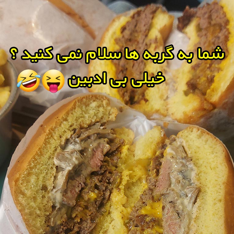 شما به گربه ها سلام نمی کنید ؟ خیلی بی ادبین