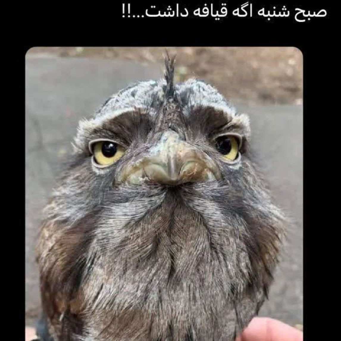 صبح شنبه اگه قیافه داشت یه جغد سوبر خسته خوابالو