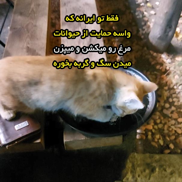 فقط تو ایرانه که واسه حمایت از حیوانات