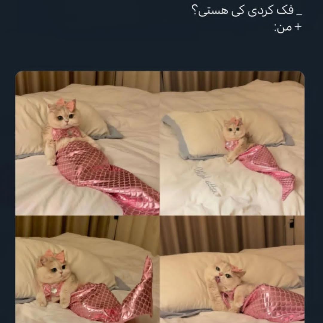 فک کردی کی هست ؟ من پری گربه ای دریایی