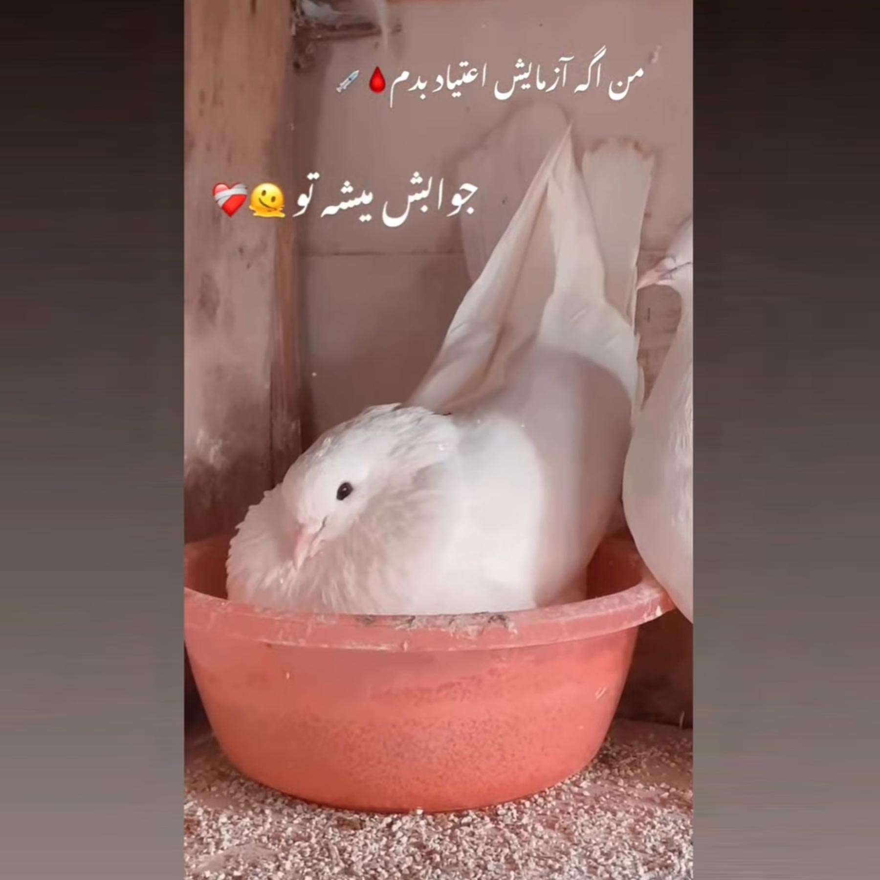 من اگه آزمایش اعتیاد بدم جوابش میشه تو
