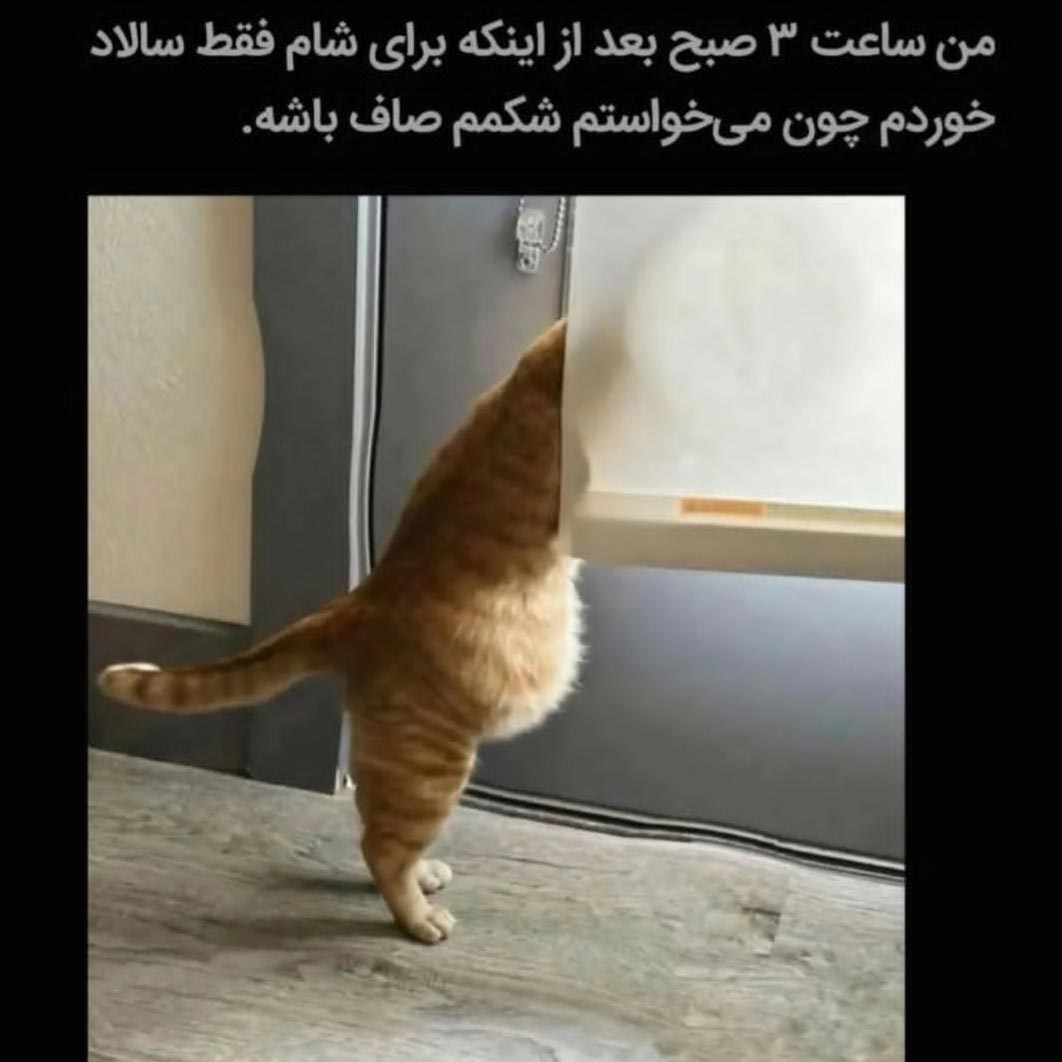 من ساعت 3 صبح بعد از اینکه برای شام فقط سالاد خوردم