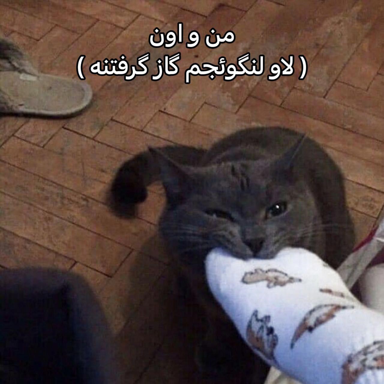 من و اون لاو لنگوئجم گاز گرفتنه