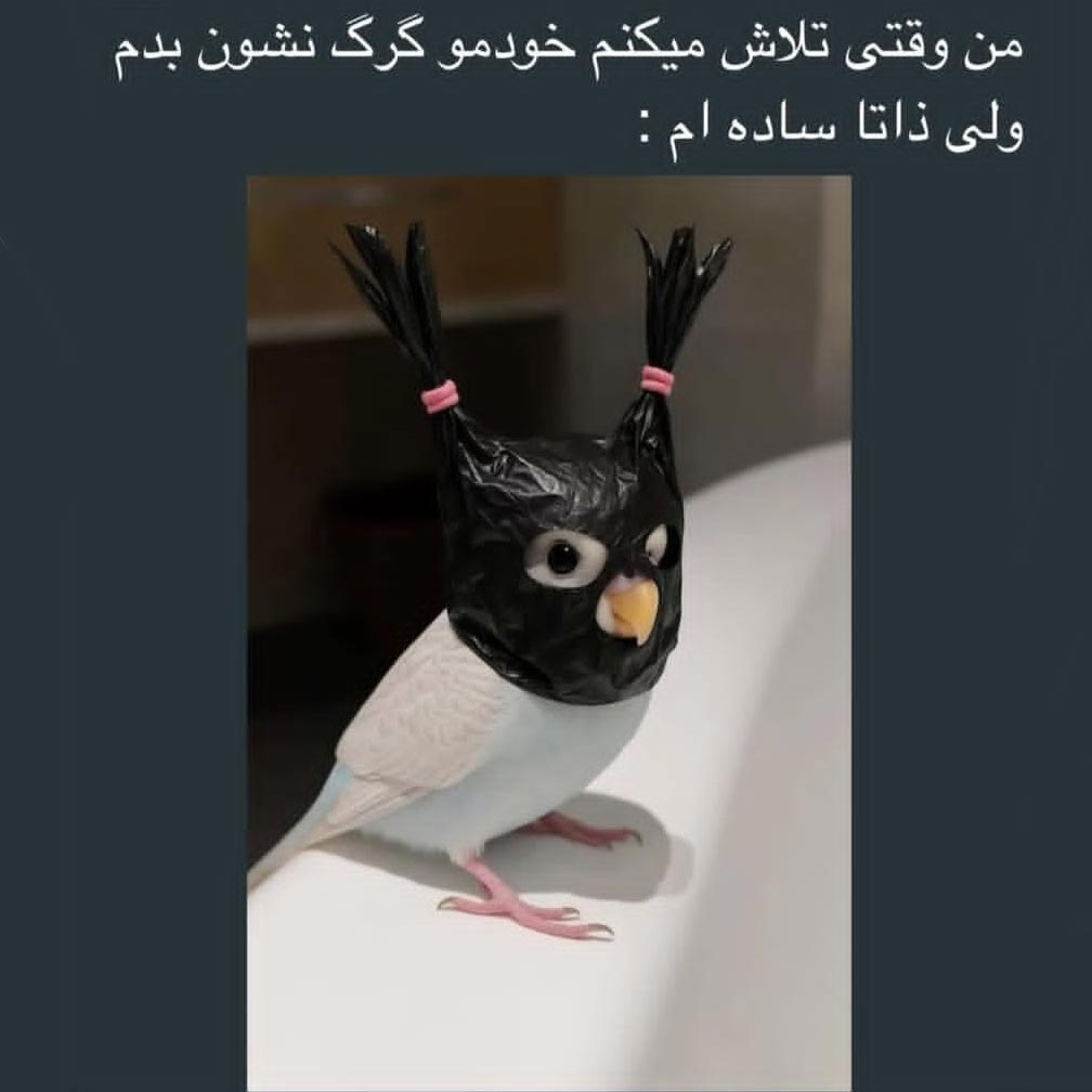 من وقتی تلاش میکنم خودمو گرگ نشون بدم ولی ذاتا ساده ام