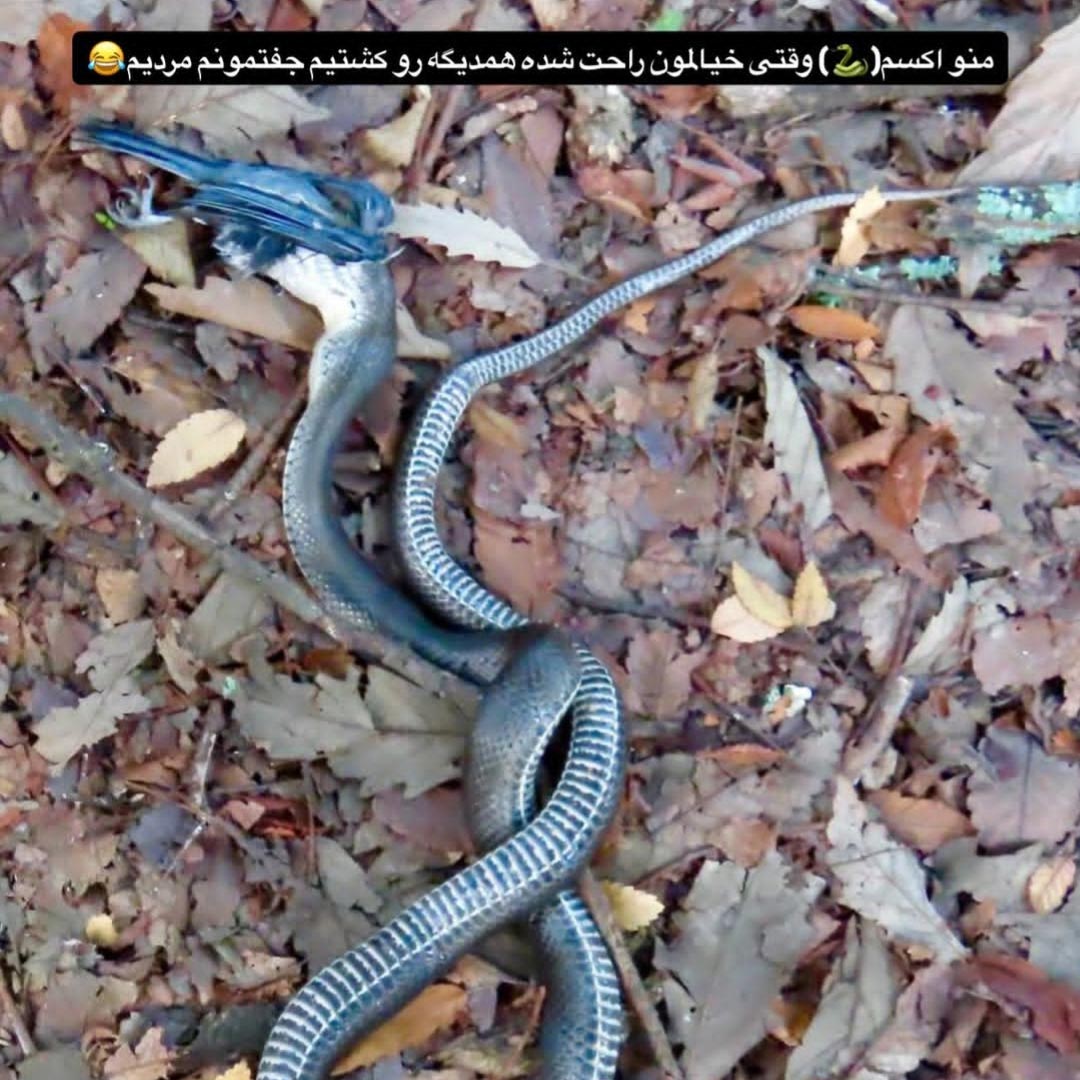 منو اکسم وقتی خیالمون راحت شده همدیگه رو کشتیم جفتمونم مردیم
