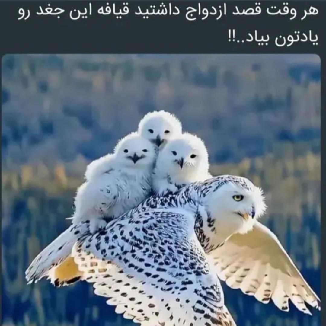 هر وقت قصد ازدواج داشتید قیافه این جغد