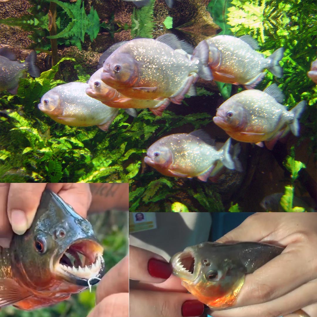 همنوع خواری ماهی بی رحم پیرانا piranha