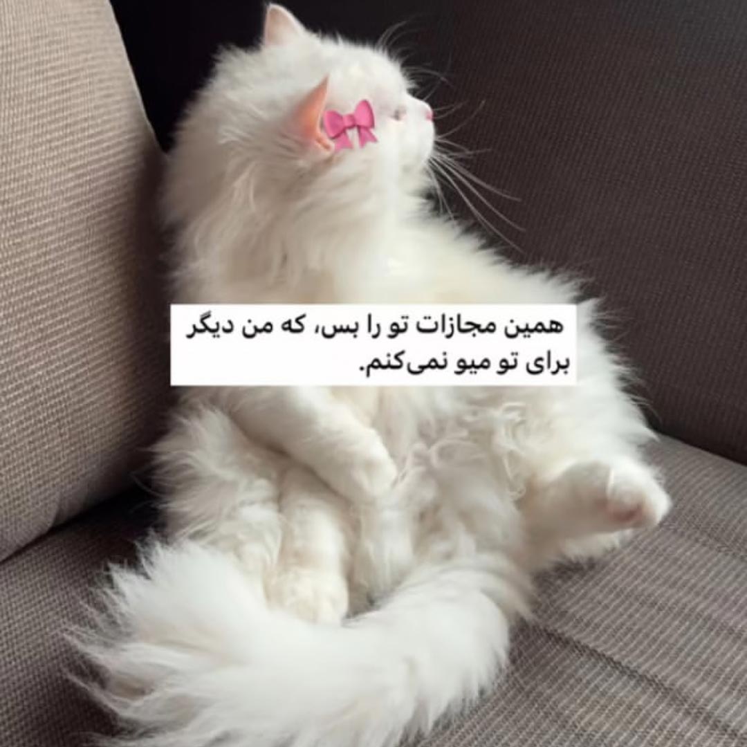 همین مجازات تو را بس که من دیگر برای تو میو نمی کنم