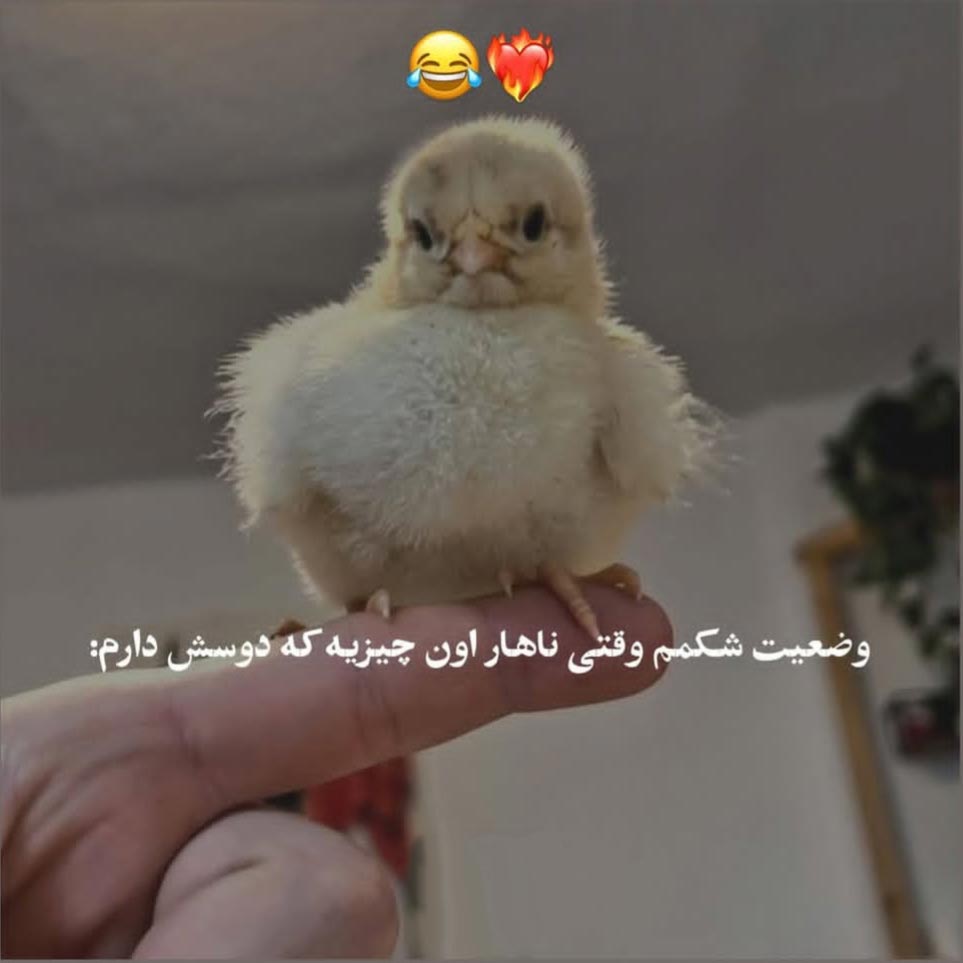 وضعیت شکمم وقتی ناهار اون چیزیه که دوسش دارم