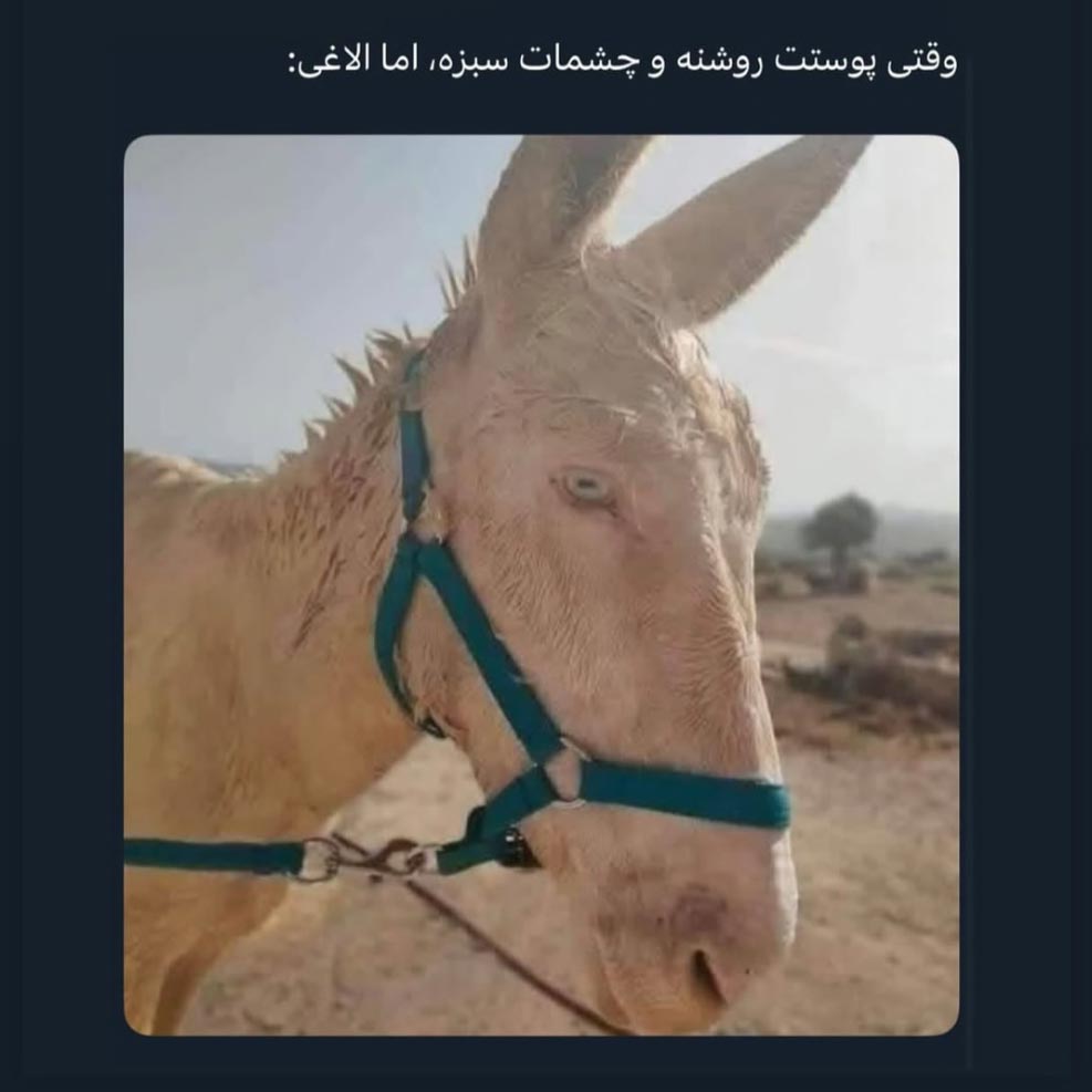 وقتی پوستت روشنه و چشمات سبزه اما الاغی