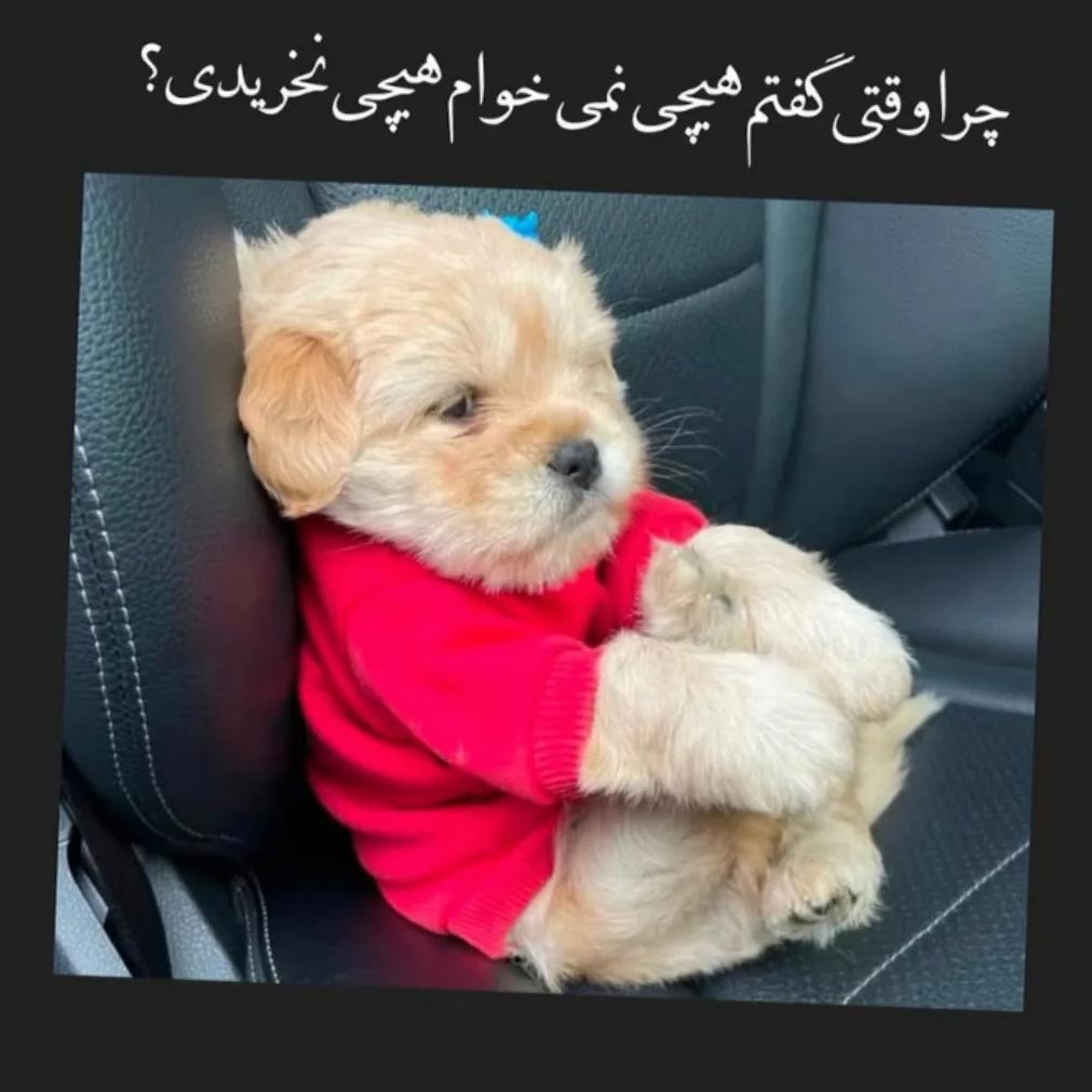 چرا وقتی گفتم هیچی نمیخوام هیچی نخریدی ؟
