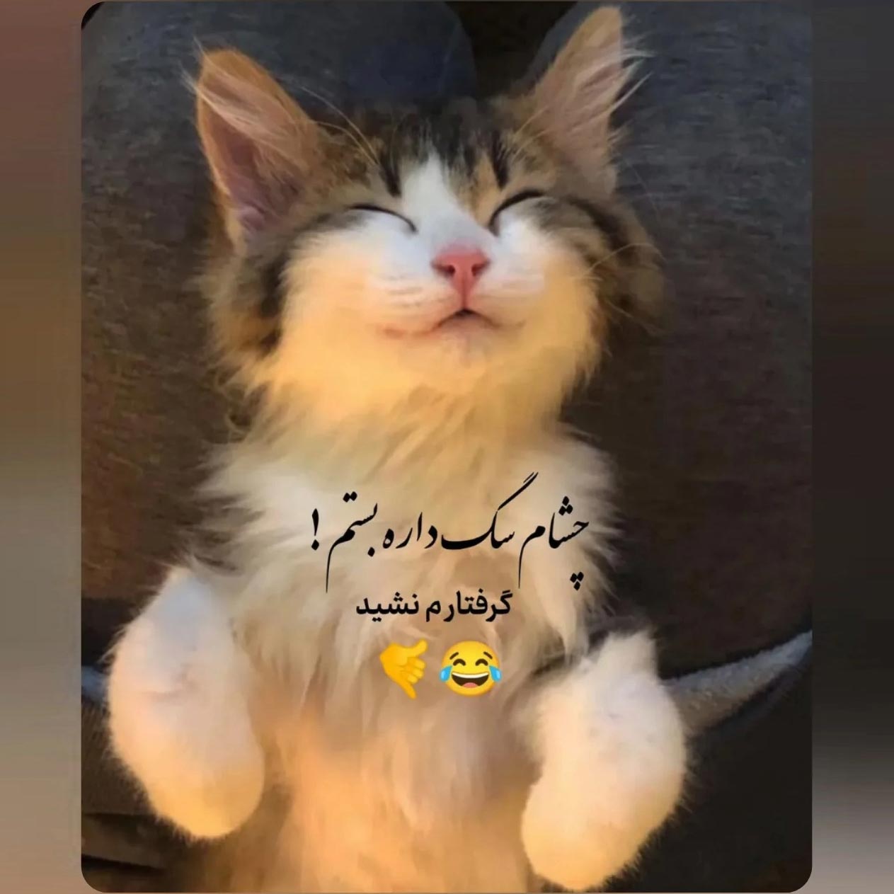 چشام سگ داره بستم گرفتار نشید