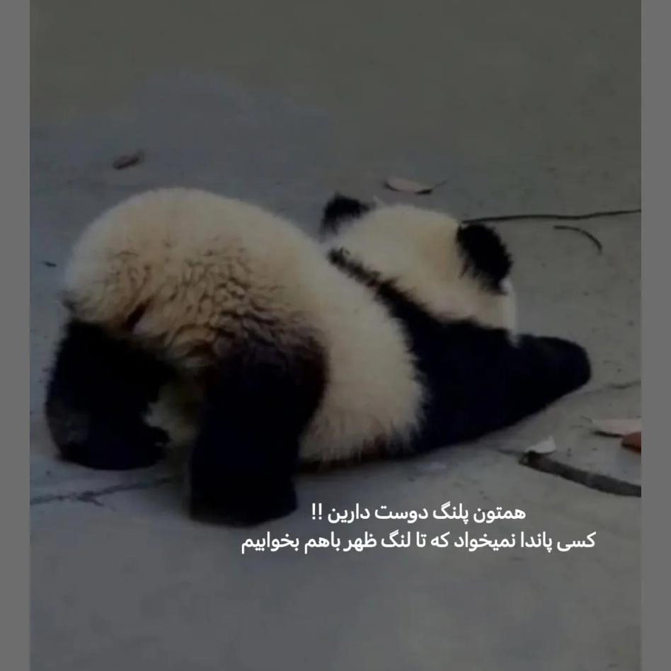 کسی پاندا نمیخواد که تا ظهر بخوابیم